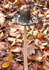 Mushrooms in the forest. A cluster of mushrooms growing on the forest floor, covered with autumn leaves, pine needles, and twigs. Wild mushrooms in their natural forest habitat.