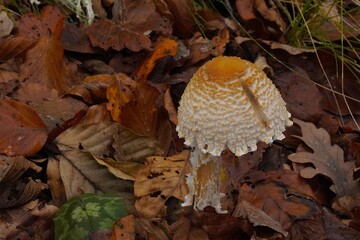 Mushrooms in the forest. A cluster of mushrooms growing on the forest floor, covered with autumn leaves, pine needles, and twigs. Wild mushrooms in their natural forest habitat.