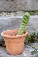 Tall Green Cactus In A Terracotta Pot Outdoors, Sunny Garden Setting