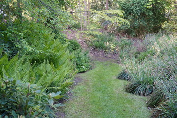 ostrich ferns (Matteuccia struthiopteris) growing in  garden