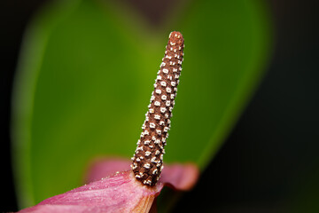 stem from a lily close up