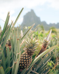 Obraz premium Tahiti pineapple farm