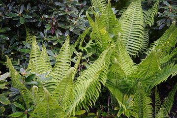close up natural image of ostrich ferns (Matteuccia struthiopteris)