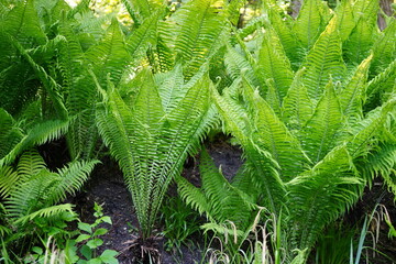 close up natural image of ostrich ferns (Matteuccia struthiopteris)