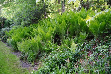 A lush clump of ostrich ferns (Matteuccia struthiopteris) growing in a shaded woodland garden.