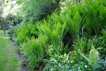 A lush clump of ostrich ferns (Matteuccia struthiopteris) growing in a shaded woodland garden.
