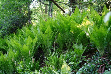 A lush clump of ostrich ferns (Matteuccia struthiopteris) growing in a shaded woodland garden.
