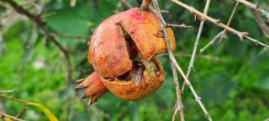 Decayed pomegranate fruit on tree branch with fly feeding on exposed seeds