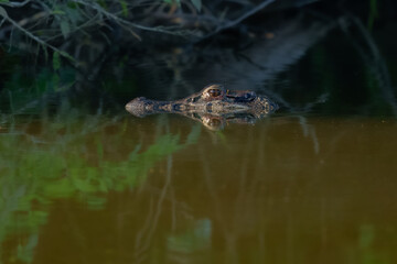 The black caiman (Melanosuchus niger) is a crocodilian reptile endemic to South America. Manu national park, Peru