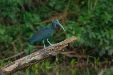 Fototapeta premium Green Ibis Mesembrinibis cayennensis, All-dark wading bird with a curved bill and short legs, giving it a rather dumpy look. Dark green overall with shimmering emerald and bronzy iridescence.