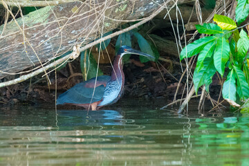 Agami Heron Agamia agami, eclusive, rarely seen heron of humid tropical lowlands. Found along quiet forest streams and locally in mangroves. Walks slowly and stealthily hunting from the water. Peru