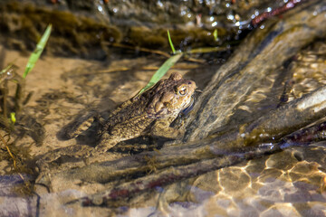 Common Toad