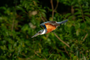A rare and beautiful Ringed Kingfisher, Megaceryle torquata with its massive bill flying. Manu national park Peru.