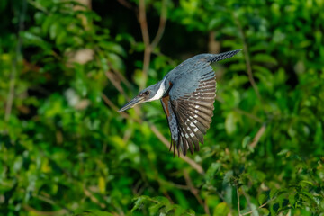 A rare and beautiful Ringed Kingfisher, Megaceryle torquata with its massive bill flying. Manu national park Peru.