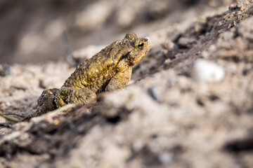 Common Toad