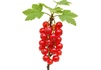 Isolated redcurrant branch with ripe berries and green leaves in summer harvest season