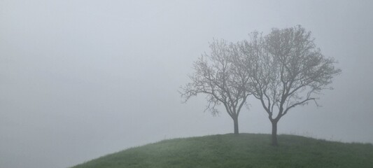 Minimalist landscape photograph featuring two bare trees standing on a small grassy hill surrounded...