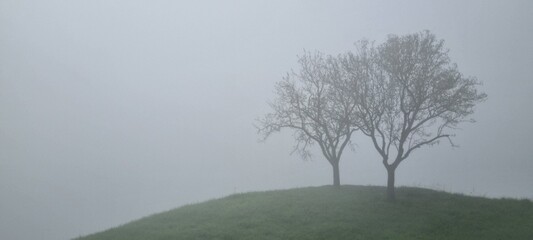 Foggy Landscape with Bare Trees on Hill