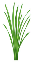 Obraz premium PNG Culinary chives herbs leaf illustration design plant.