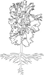 Fototapeta premium Coloring page with deciduous tree with big crown and root system isolated on white background