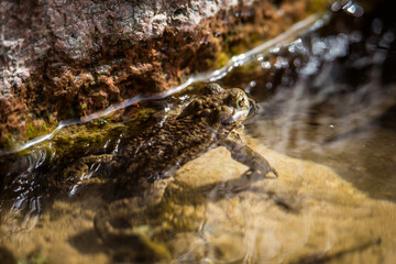 Common Toad