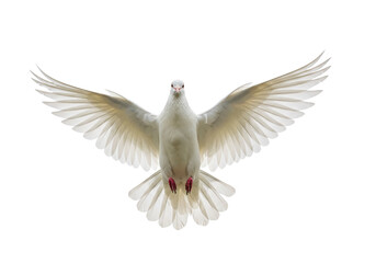 Dove in Flight PNG on Transparent Background Isolated Bird with Open Wings Symbol of Peace and Freedom