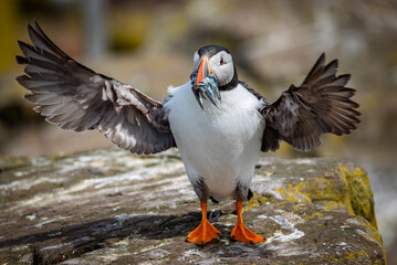 Puffin with sand eels and wings spread
