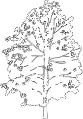 Fototapeta premium Coloring page with deciduous tree for landscape design isolated on white background