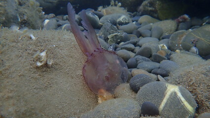 Mauve stinger or night-light jellyfish, phosphorescent jellyfish (Pelagia noctiluca) undersea, Ligurian Sea, Italy, Imperia