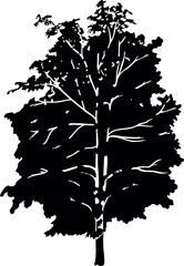 Fototapeta premium Black silhouette of horse chestnut with big crown for landscape design isolated on white background