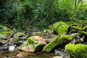 Piedras de río en medio del bosque 