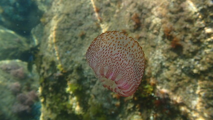 Mauve stinger or night-light jellyfish, phosphorescent jellyfish (Pelagia noctiluca) undersea, Ligurian Sea, Italy, Imperia