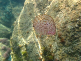 Mauve stinger or night-light jellyfish, phosphorescent jellyfish (Pelagia noctiluca) undersea, Ligurian Sea, Italy, Imperia