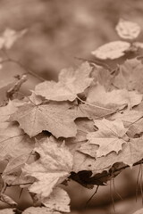 Autumn trees in yellow forest. Park with fallen leaves on the foreground. Sepia