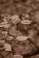 Autumn trees in yellow forest. Park with fallen leaves on the foreground. Sepia