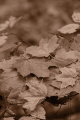 Autumn trees in yellow forest. Park with fallen leaves on the foreground. Sepia