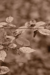 Autumn trees in yellow forest. Park with fallen leaves on the foreground. Sepia