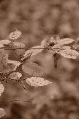 Autumn trees in yellow forest. Park with fallen leaves on the foreground. Sepia