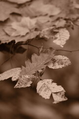 Autumn trees in yellow forest. Park with fallen leaves on the foreground. Sepia