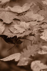 Autumn trees in yellow forest. Park with fallen leaves on the foreground. Sepia