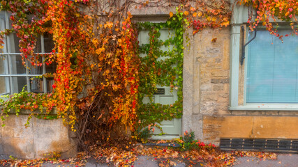 Cozy autumn house entrance completely covered in red ivy