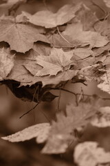 Autumn trees in yellow forest. Park with fallen leaves on the foreground. Sepia