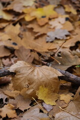 Autumn trees in yellow forest. Park with fallen leaves on the foreground