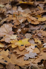 Autumn trees in yellow forest. Park with fallen leaves on the foreground