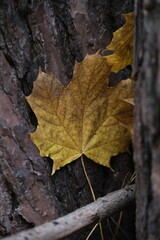 Autumn trees in yellow forest. Park with fallen leaves on the foreground