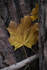 Autumn trees in yellow forest. Park with fallen leaves on the foreground