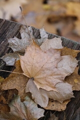 Autumn trees in yellow forest. Park with fallen leaves on the foreground