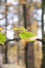 Autumn trees in yellow forest. Park with fallen leaves on the foreground