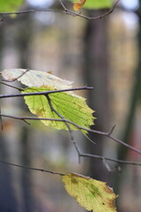Autumn trees in yellow forest. Park with fallen leaves on the foreground