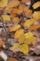 Autumn trees in yellow forest. Park with fallen leaves on the foreground